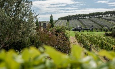 Annual Harvest with Lunch at Tantalus Estate