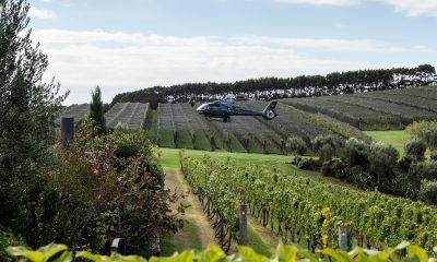 Annual Harvest with Lunch at Tantalus Estate