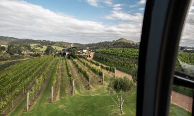 Annual Harvest with Lunch at Tantalus Estate