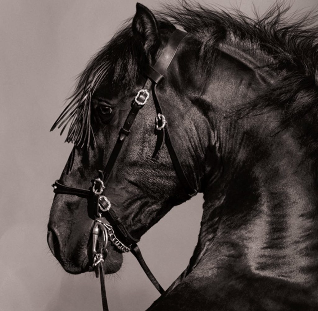 an-exclus-ve-melbourne-cup-event-the-luxury-network-new-zealand